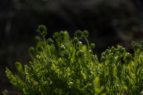 Cryptogramma acrostichoides, American Rockbrake fern. Against  dark background, backlit foliage, dramatically green. Some leaves are already unfurled, finely divided and redivided, and many leaves are emerging as stems topped with spiral-furled leaves.
