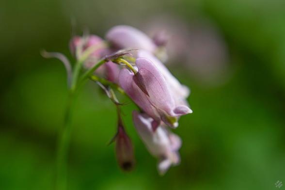 Dicentra formosa, Dutchman's Breeches. Closely related to the Bleeding Hearts one sees in gardens, but rather than being clump-forming it is rampageously invasive. 
Against a blurry BG of leaves, a cluster of drooping flowers. Each is dull pink and shaped vaguely like a heart, but with two "wings" sticking out the bottom, and an infant seed pod emerging from the point.