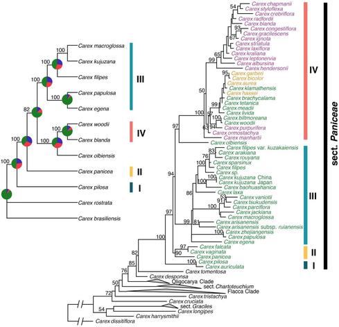 Phylogenetic relationships within Carex sect. Paniceae (Cyperaceae).