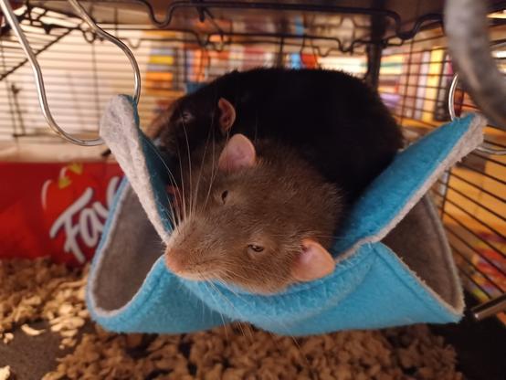 two cut pet rats snuggled up in a hammock