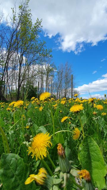 Blick aus Zwergdackel-Perspektive auf den gelben Löwenzahn in der grünen Wiese und eines Teil des kleinen Waldes und den blauen Himmel mit weißen Wolken.
Hochkant