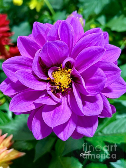 Vibrant Purple Dahlia