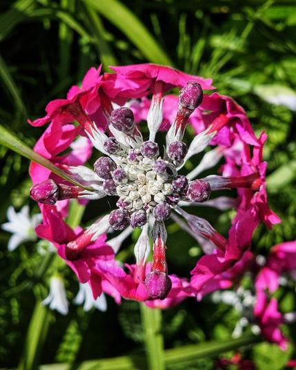 A detailed, top-down view of a vibrant magenta-coloured candelabra primrose, showcasing its layered petals arranged in a circle and central cluster of buds.