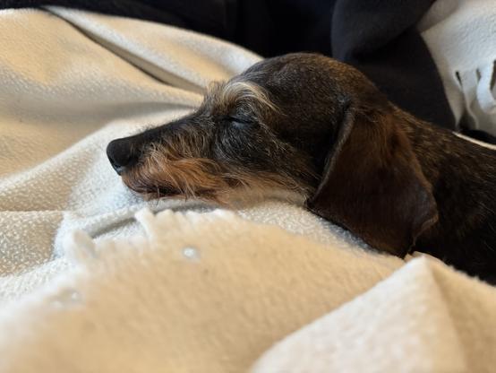Die Purzeline muss sich dringend ausruhen, nach dem anstrengenden Tierarztbesuch. 
Nun liegt sie eingekuschelt auf ihrer Decke und genießt die Ruhe.