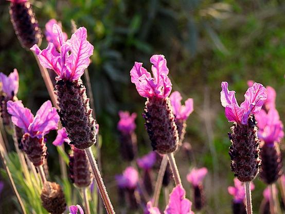 A close-up of several wild lavender blooming in sunlight. The flowers have distinctive dark purple flower heads topped with bright pinkish-purple bracts. The background is softly blurred, highlighting the texture and color of the flowers.