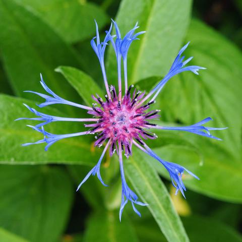 Flower with leaves behind