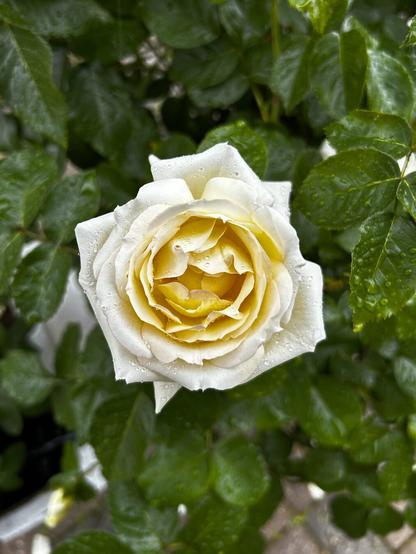 The photo shows a yellow rose with white edges, covered in water droplets. The background are green leaves.