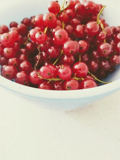 A bowl of red currents, from the cover of Vol. 11 No. 2 (2024): The Ten-Year Anniversary Issue.