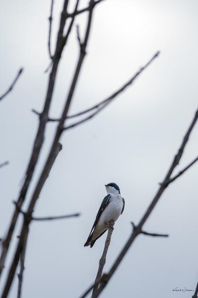 Tree swallow resting calmly on slender twig with overcast spring backdrop.