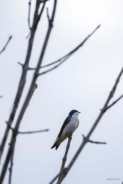 Tree swallow resting calmly on slender twig with overcast spring backdrop.