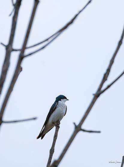 Tree swallow resting calmly on slender twig with overcast spring backdrop.
