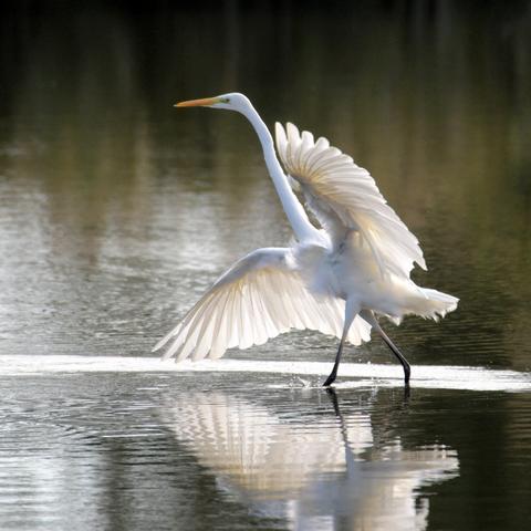 Back-lit Great Egret 'dancing' in a dark pond