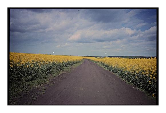 Gravel road leading through vast fields of blooming yellow rapeseed under a partly cloudy sky, captured on expired Fujicolor 200 film with visible grain and color shifts, giving the scene a nostalgic, vintage tone."