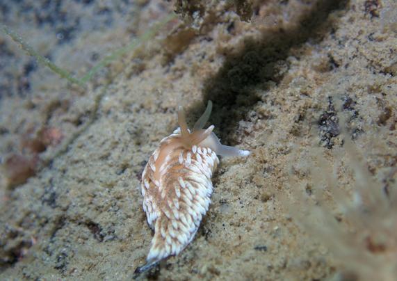 Small brownish seaslug crawling away from the viewer