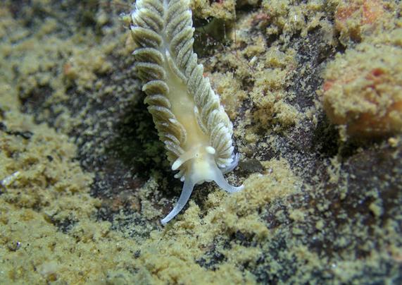 Small grey seaslug crawling downwards on a wall