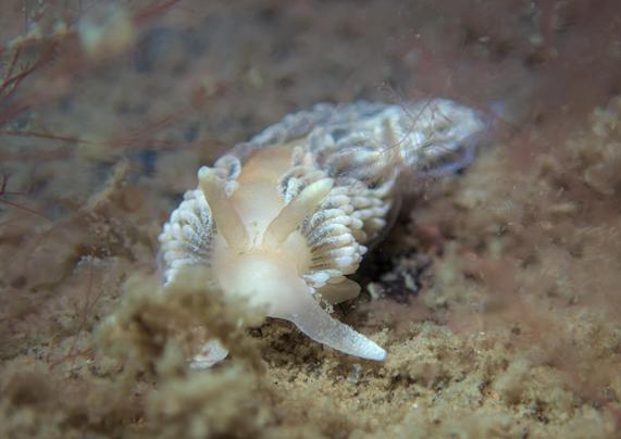 A brownish grey seaslug crawling towards the viewer