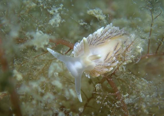 A brownish seaslug crawling over some red and brown algae