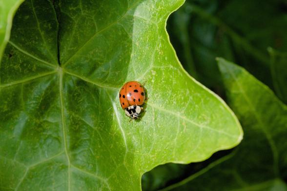 Facing downwards, a red Coccinellidae rests in the sunlight on a green leaf.
