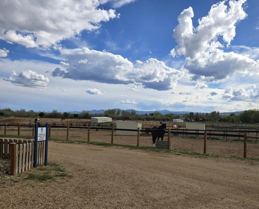 A horse in a fenced paddock, blue sky and clouds