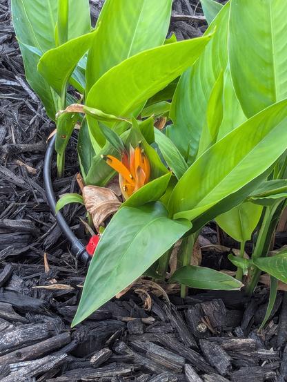 Orange flower sprouting from plant