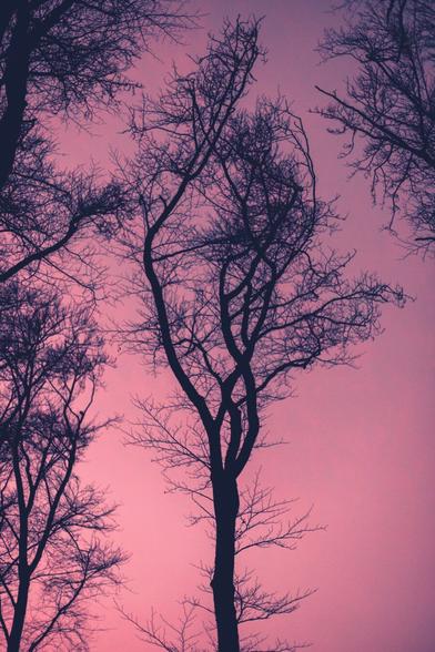Un arbre en forme de double hélice sur un ciel rose