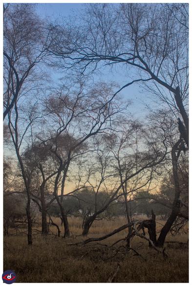 you see multiple trees in the frame, the one on the right has a broken trunk, most of the tree foliage is either brown or missing.  further ahead, there are green trees. there is grass covering all the floor. the sky is blue above and a light version of orange near the horizon (above the tree line)