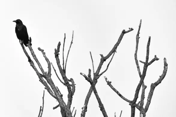Schwarzweißaufnahme. Vor einem eintönig hellgrauen Himmel ragen kahle, tote, aber von Flechten und Moos bewachsene Äste in die Höhe. Man sieht nur ihre oberen Enden, auf der linkesten Spitze sitzt ziemlich nah am Bildrand ein Rabe und schaut nach links aus dem Bild heraus.