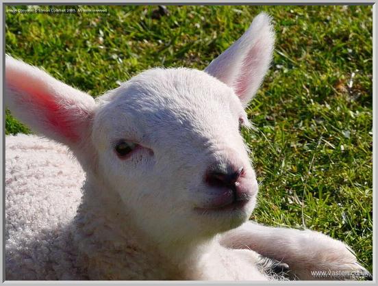 A lamb looks at us. Half its face is lit by the sun, the other half in its own shadow.