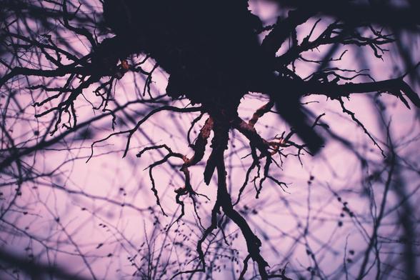 Un ciel rose qui montre la cime d'un arbre tordu depuis en bas. 
C'est broussailleux,, sauvage, soyeux.
