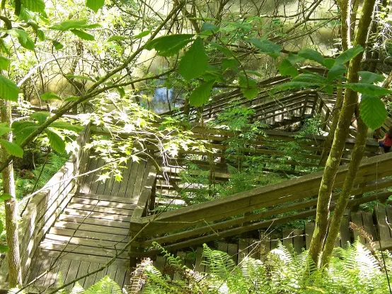 The image appears to depict a wooden pathway or boardwalk winding through a lush, green forested area. There are various plants and trees surrounding the pathway, and the design of the boardwalk suggests it may navigate through a natural setting, possibly near water. The scene conveys a sense of tranquility and connection to nature.

Image Credits: Wikimedia / Ken Watford / Public domain