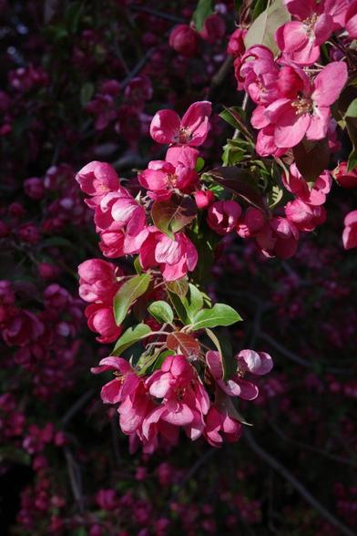 Pink apple tree blossoms macro shot.