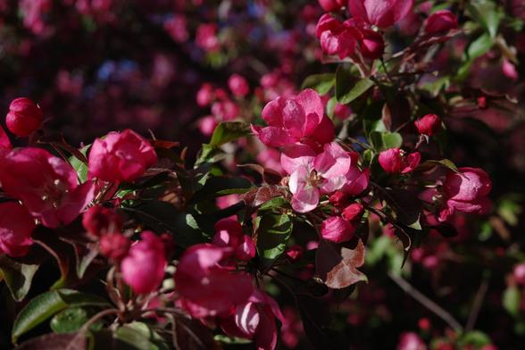 Pink apple tree blossoms macro shot (another one).