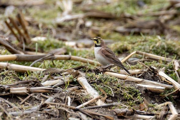 A bird a little like a larger sparrow with a bold yellow-and-black mask and a black collar stands among crop stubble.