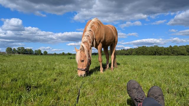 Ein Palomino Pony steht auf einer Wiese und grast.
Im Vordergrund rechts sind die Füße eines Menschen.
Der Himmel ist blau mit weißen Wolken