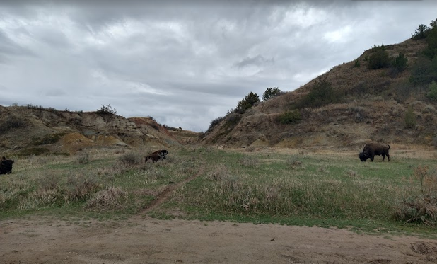 Wild buffalo on hiking trail