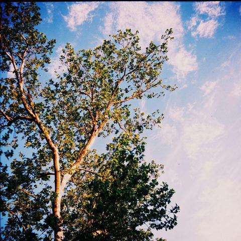 Color photograph of a sycamore tree against a partly cloudy blue sky.
Many of the leaves are motion blurred and the bright white trunk has strong halation.