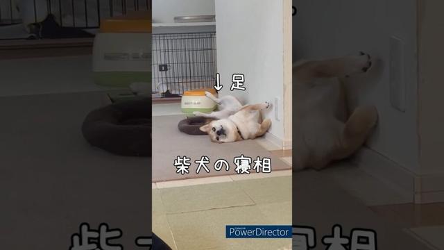 【柴犬だもの】アクロバティックな状態！豆柴アオと柴犬委員会  mameshiba AO & shiba inu committee #Shorts#柴犬 #豆柴#愛犬 #癒し#柴犬のいる生活