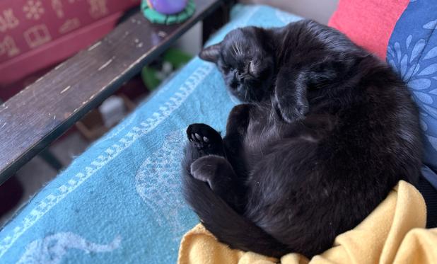 Black cat asleep in a croissant shape. Her head is tilted upside down, her paws are curled inward. She is very cute.