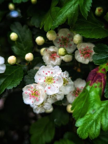 A close-up photograph displays a cluster of hawthorn blossoms, possibly Crataegus laevigata, Crataegus monogyna, or Crataegus cuneata. The flowers are predominantly white, each featuring delicate pink stamens at the centre. Several unopened buds, also white, are interspersed amongst the fully opened blooms. The flowers are set against a backdrop of dark green, serrated leaves, with one leaf exhibiting a reddish-purple discolouration. The image is taken in natural light, creating a soft, slightly shadowed effect.