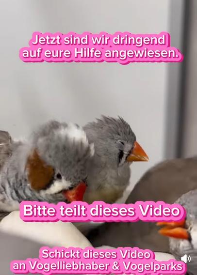 Screenshot eines Videos mit 2 Zebrafinken.