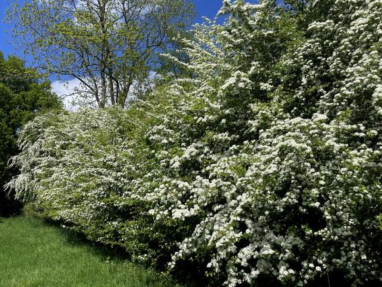 blossoming hawthorn