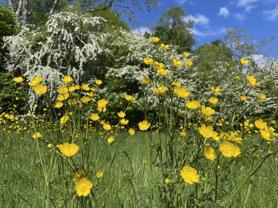 Buttercups with out of focus hawthorn in the background