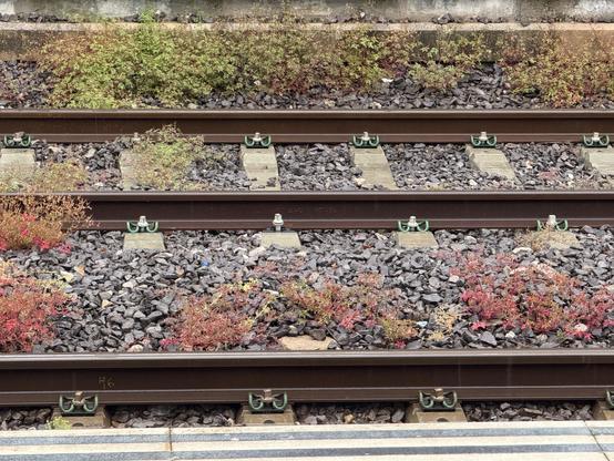 Foto de las dos vías de tren, se ve más la del fondo que la próxima que es tapada por el andén.

Las traviesas son modernas, así como el balasto y se ven malas hierbas algunas con un tono rojizo y otras verdosas.

Se ve todo mojado de la lluvia.
