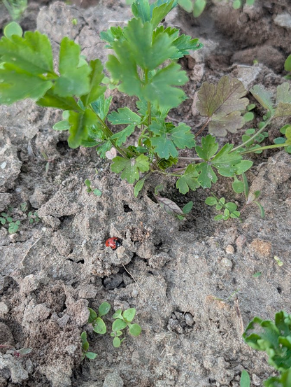 Ein Marienkäfer im Gemüsegarten.