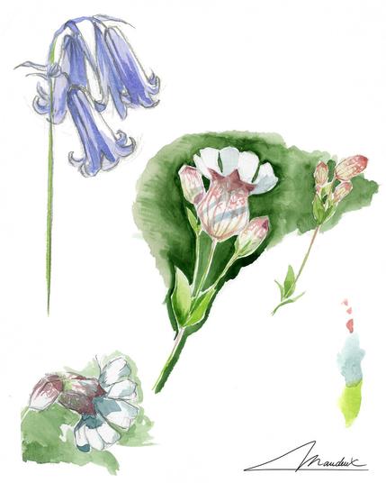 Aquarelle de fleurs sauvages dessinées sur le motif de façon réaliste.