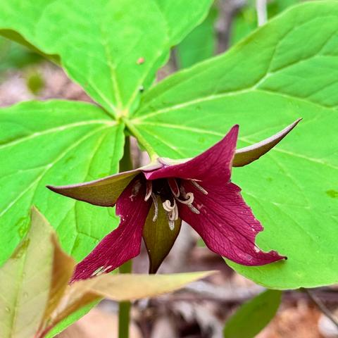 purple trillium