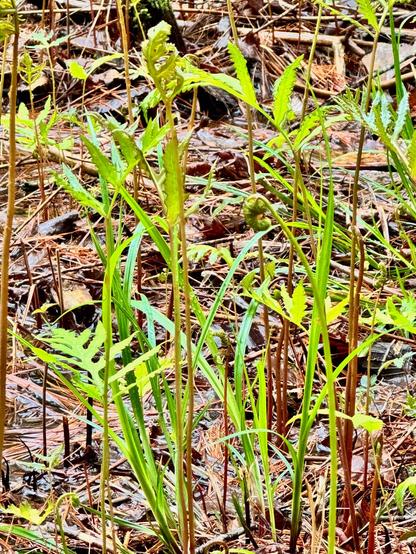ferns