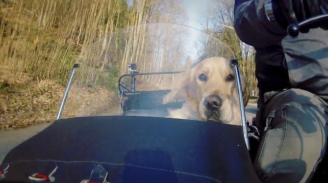 Golden Retriever im Beiwagen eines Motorradgespanns hinter einer Windschutzscheibe