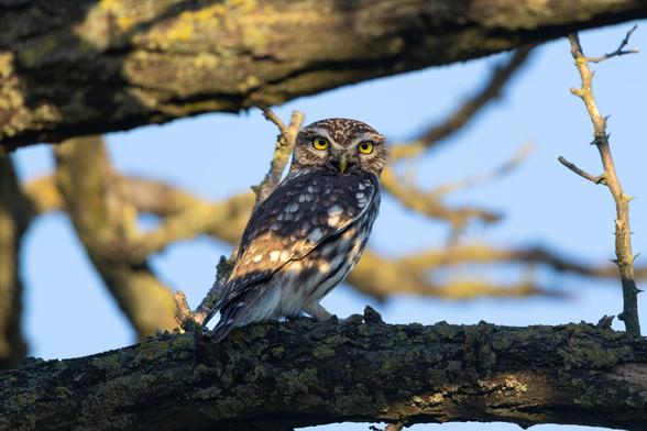 Steinkauz frontal in die Kamera schauend, nah auf einem ASt sitzend