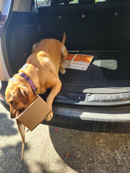 Golden lab in the back of a SUV softening up a cardboard box.